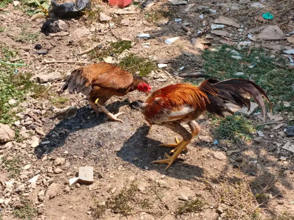Ayam Kampung sepasang