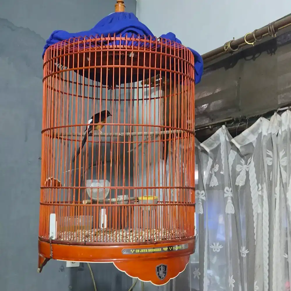D Jual burung Murai gacor asli suara kencang