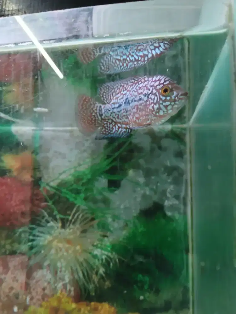 Kamfa f2 gen gb menor
