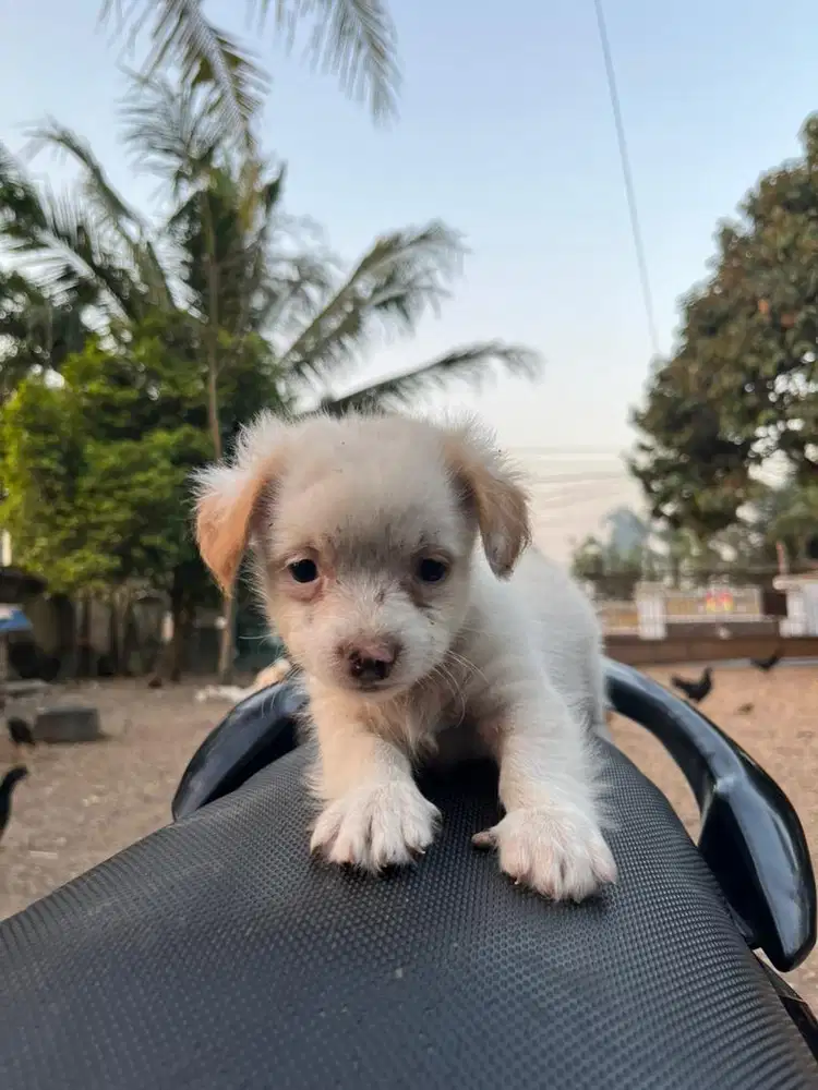 Chihua hua mix anjing