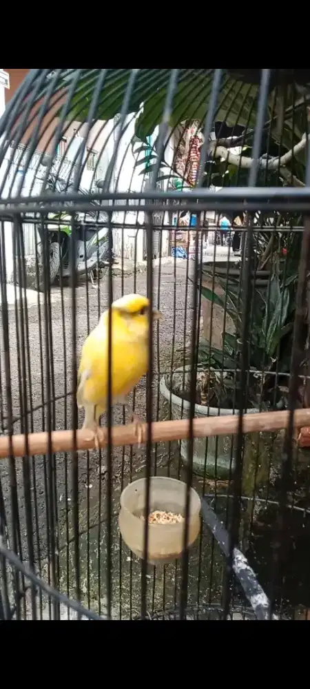 Loper dah rajin ngeriwk