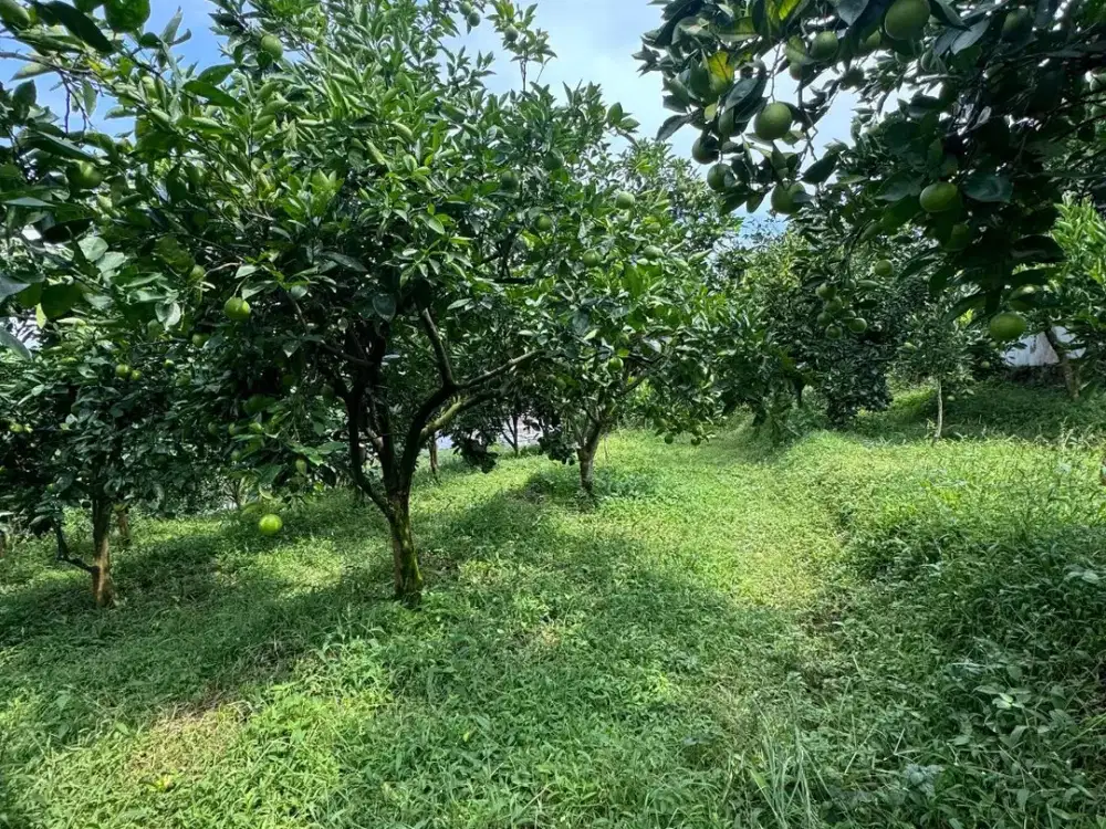 DIJUAL TANAH ADA KEBUN JERUKNYA KOTA BATU
