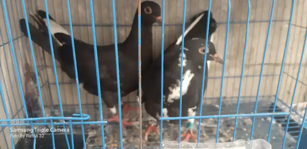 Burung dara/merpati