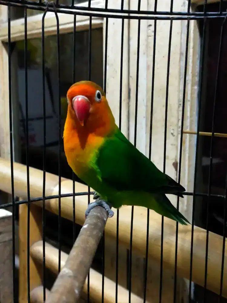 Burung love bird dewasa