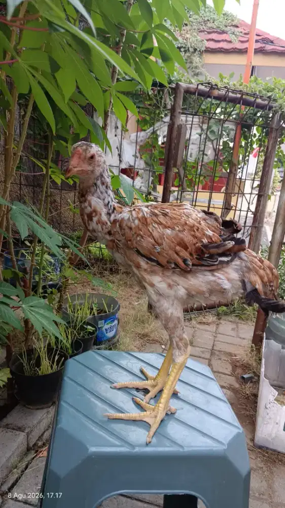 Ayam indio gigante asli