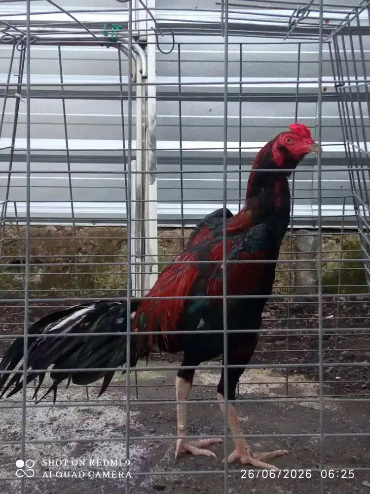 Ayam laga bangkok