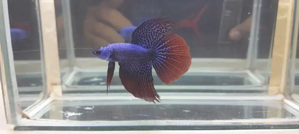 HM Blue Alien (Wild Betta)