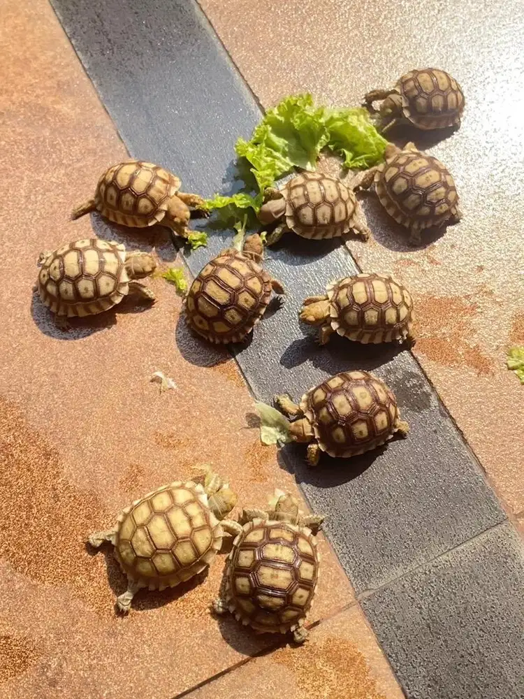 Sulcata Sehat 5-6 cm