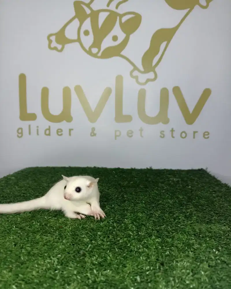 Sugar glider lucu jinak lincah