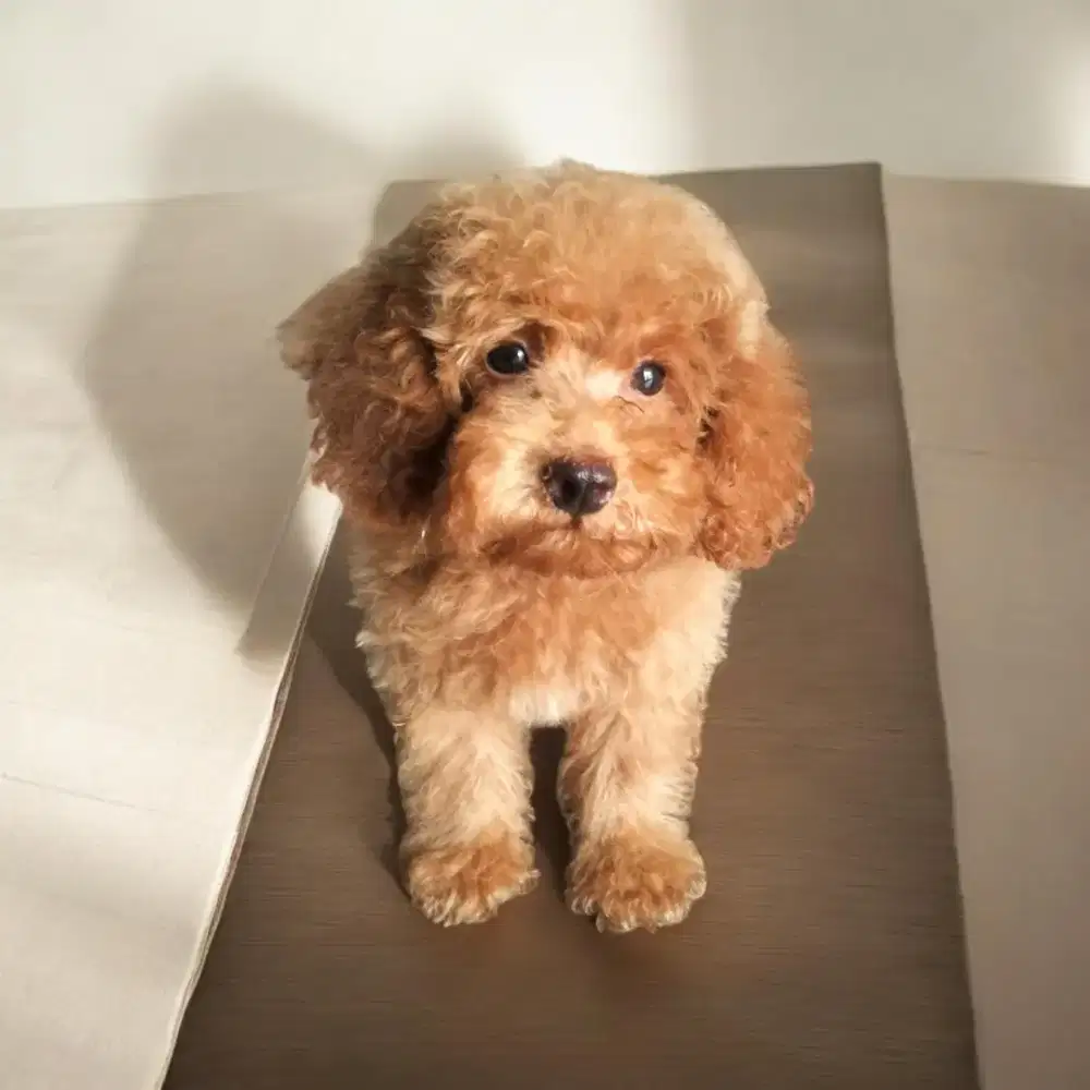ANAK ANJING POODLE RED
