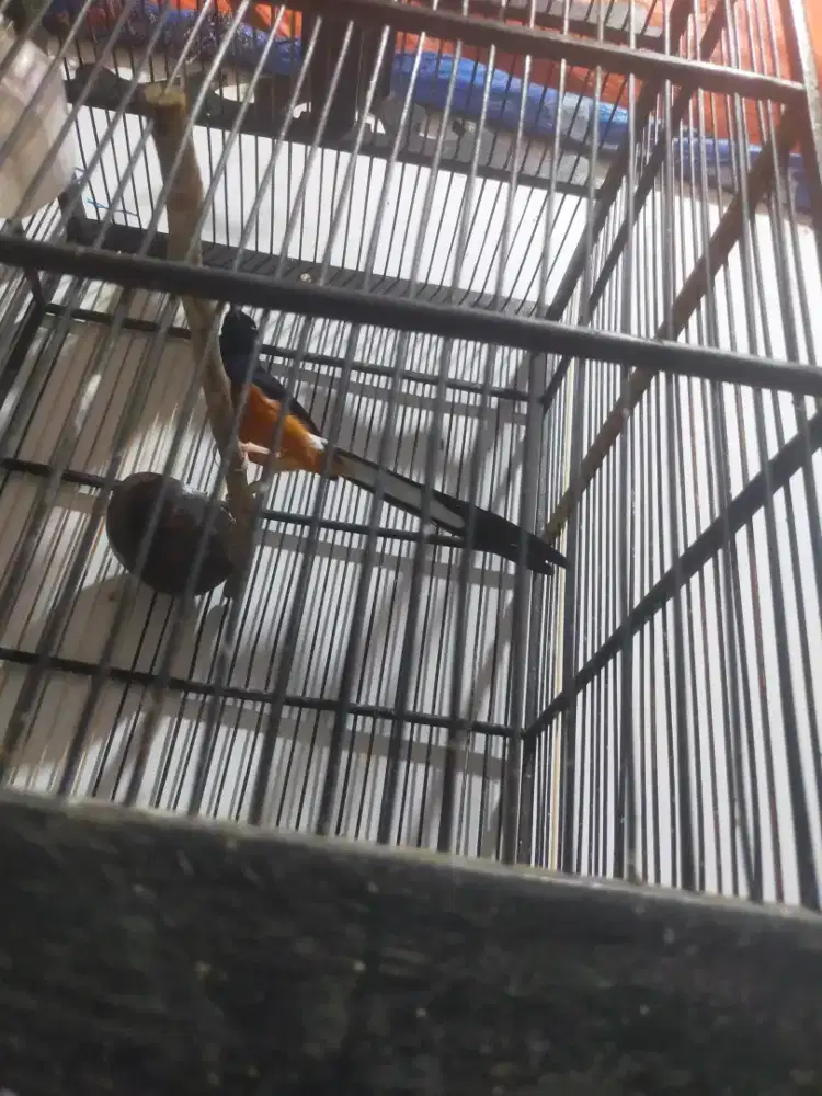 Burung murai batu