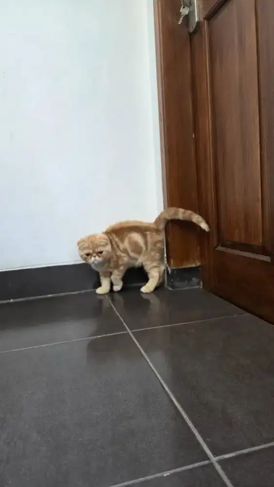 Kucing Foldex jantan
