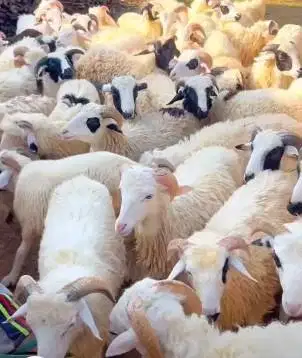 30 ekor domba tanduk jantan 8-9 bln 20-25kiloan layak penggemukan puas