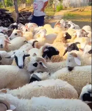 30 ekor domba tanduk jantan 20-25kilo 8-9 bln layak ternak digemukin