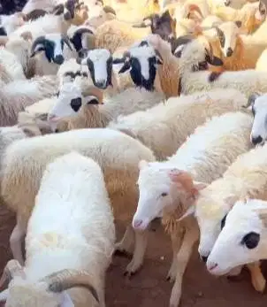 30 ekor domba tanduk jantan 20-25kilo 8-9 bln siap ternak penggemukan