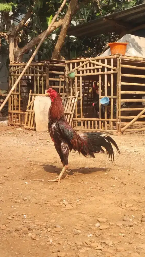 Ayam Bangkok birma