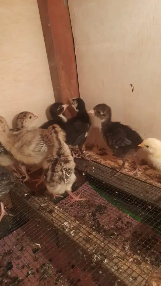Anak kalkun/ayam turkey