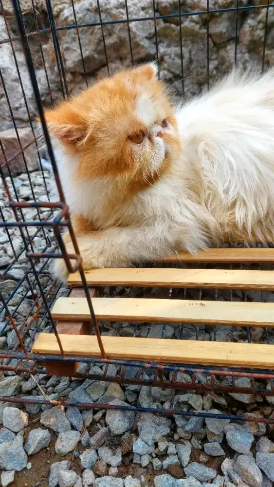 Peaknose Longhair Jantan