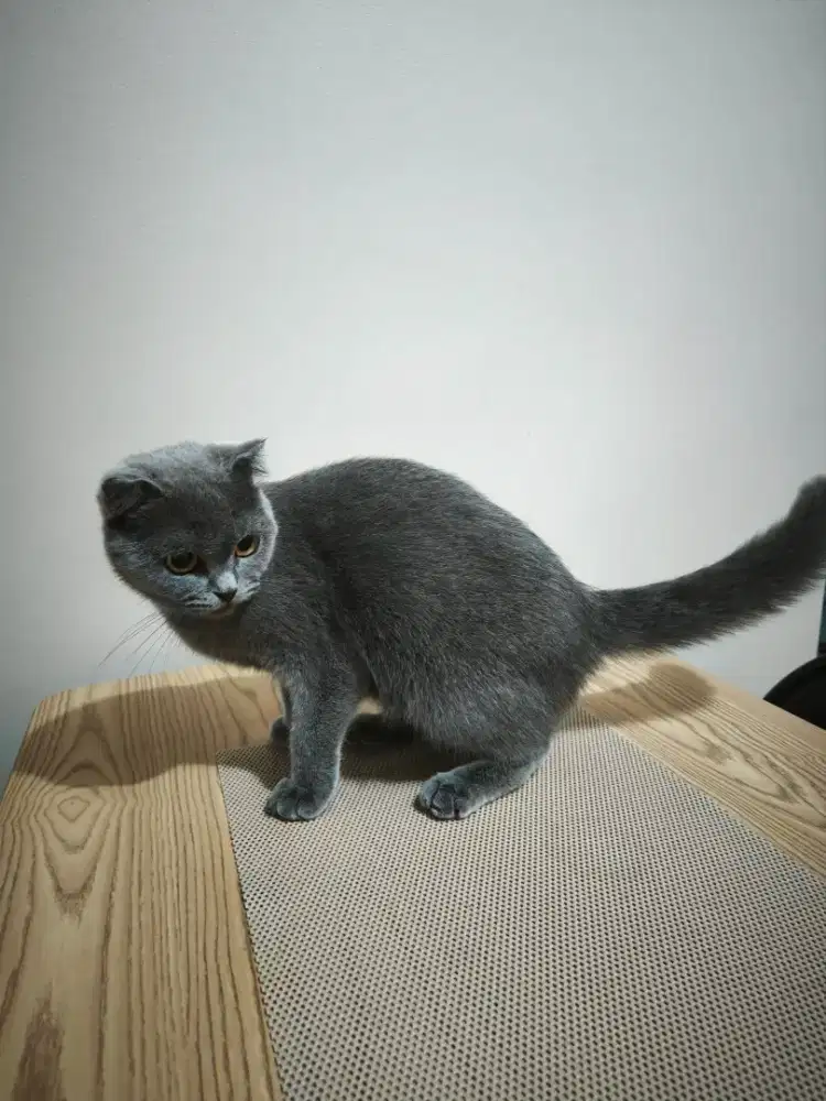 Kucing BSH Scotish Straight