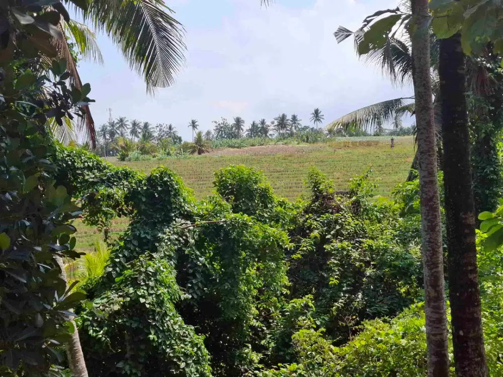dijual tanah strategis dekat pantai wisata di tabanan dengan view sawah dab los sungai kecil berbatu