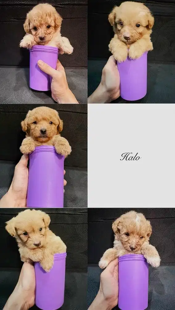 Anak Anjing Mix Pom & Poodle