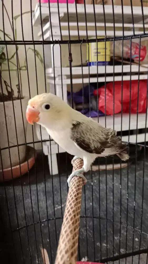 Burung Lovebird BPE Ewing paud