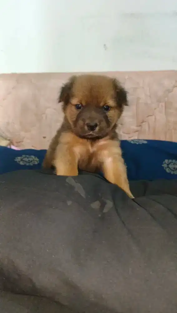 Anak anjing usia 1 bulancewek