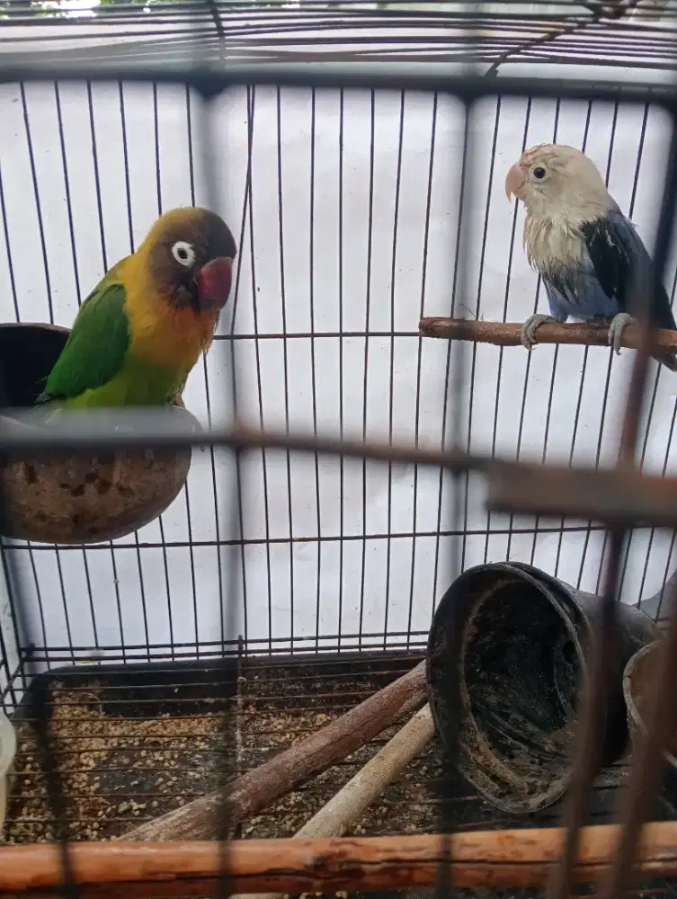 Love bird ijo ring