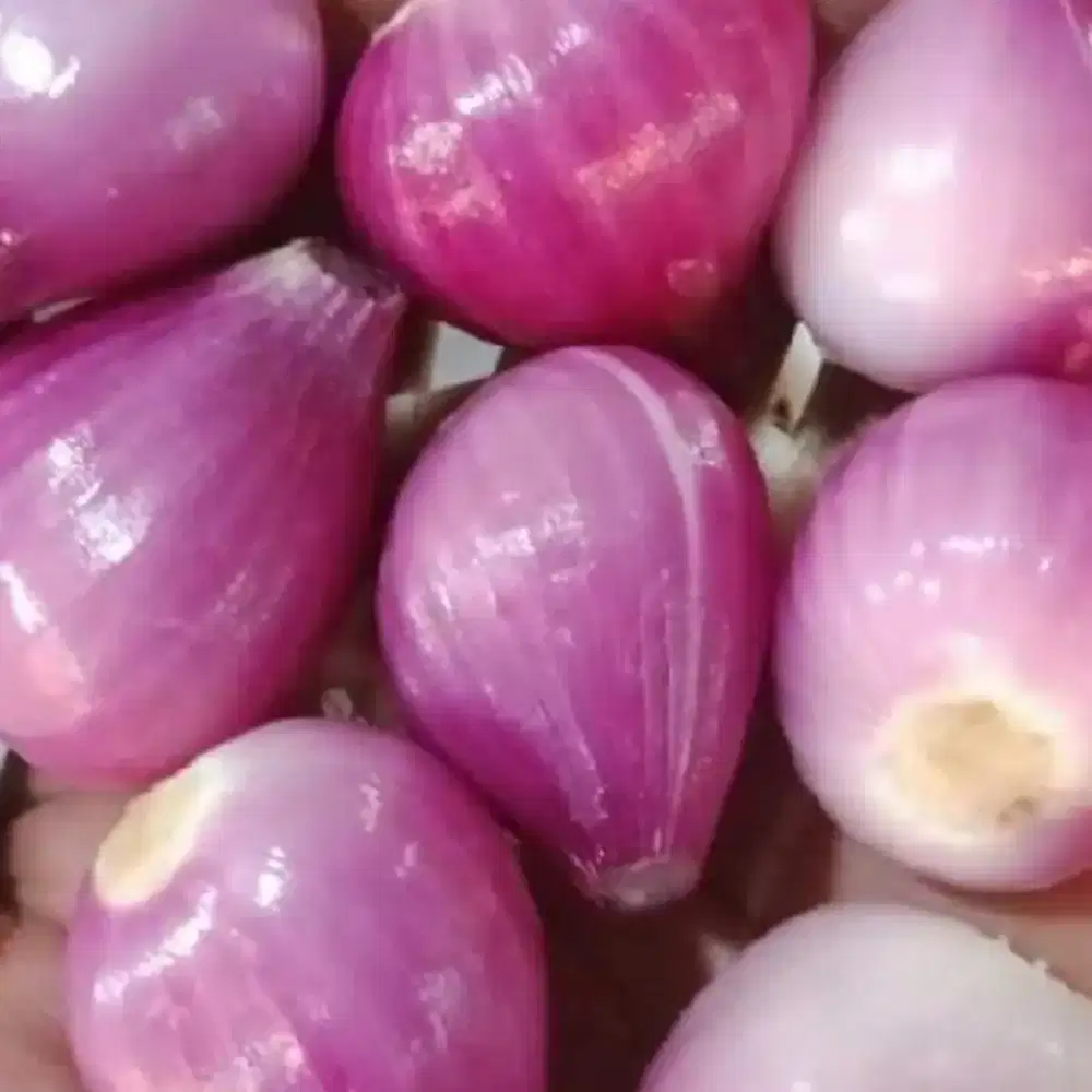 Kupas bawang URGENT