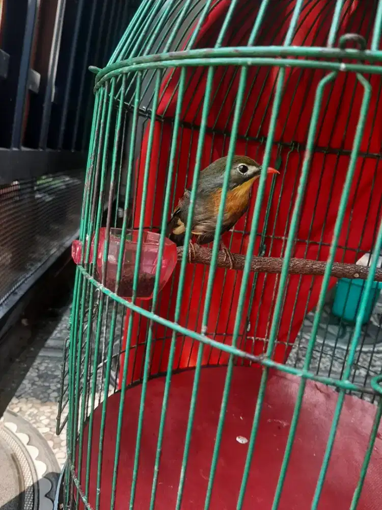 Burung hiasan rumah