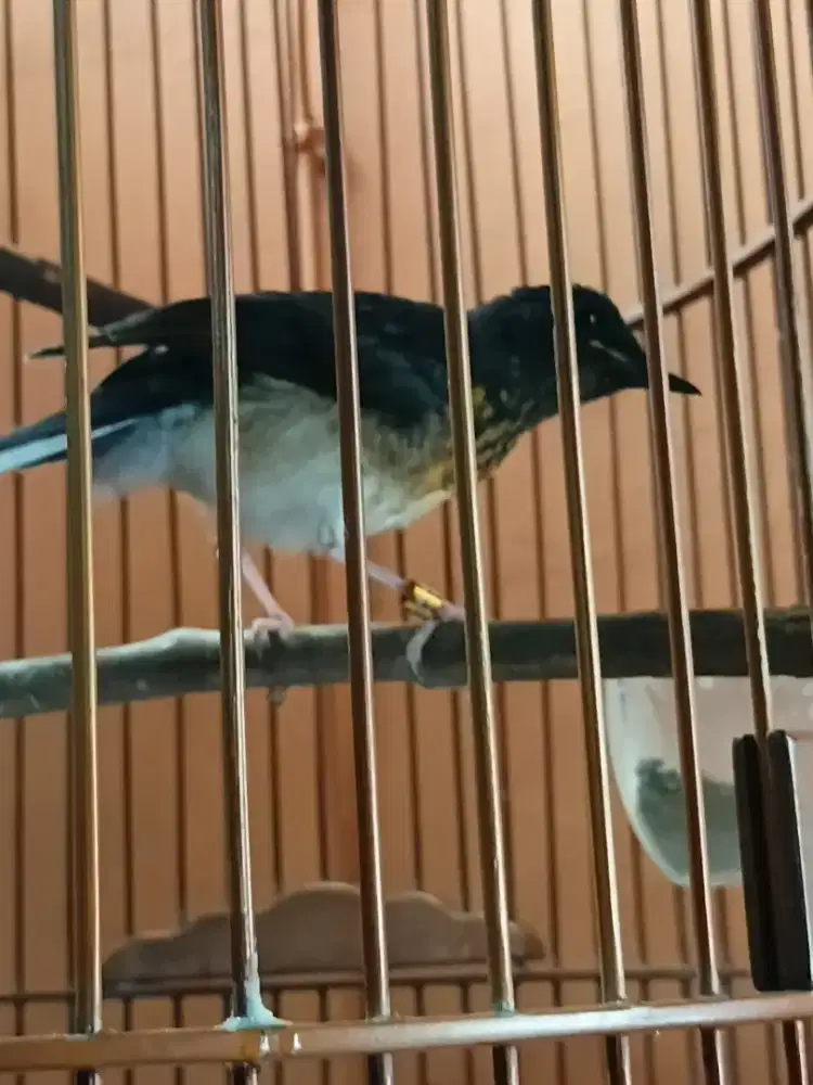 Burung Murai Trotol