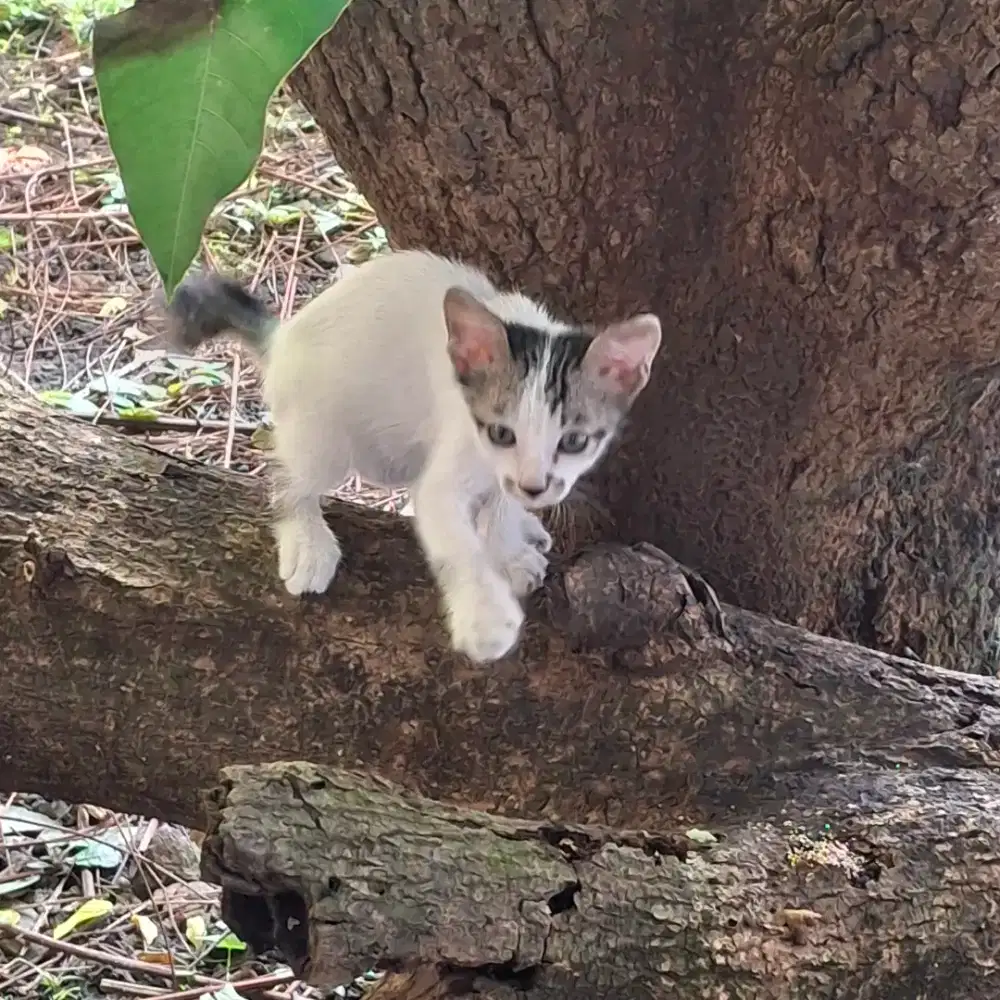 Open adop kucing domestik (kampung), betina/jantan 2bln, gratis