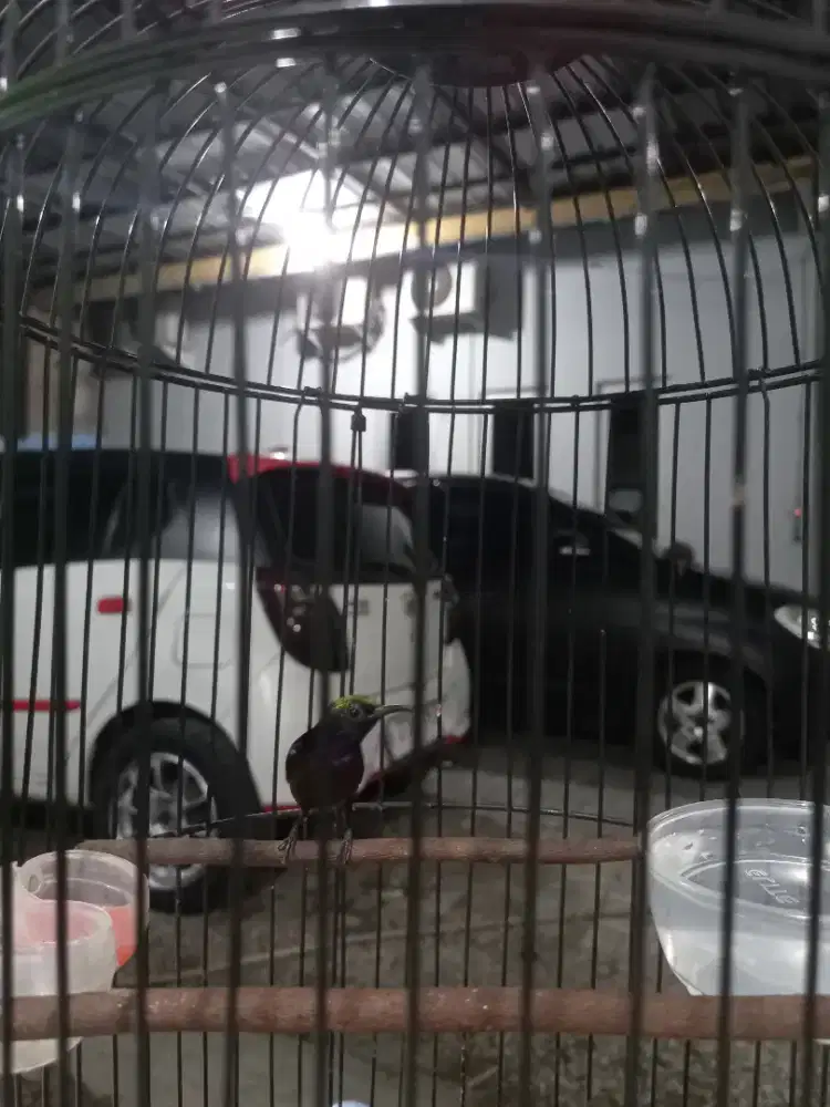 Konin Burung Masteran Murai