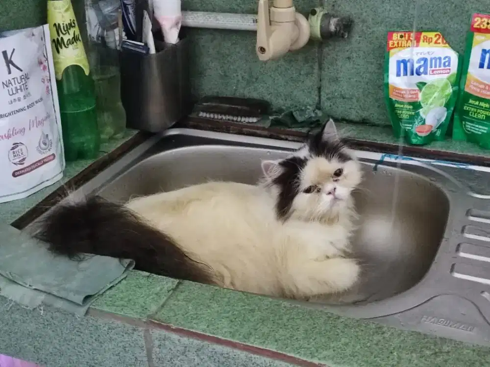 Lepas adopsi kucing peaknose