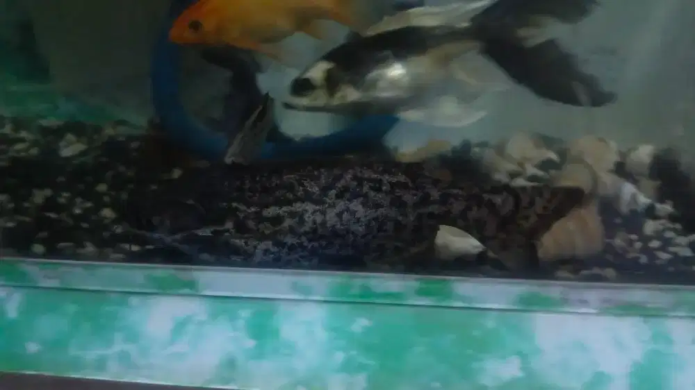 Columbian catfish jumbo