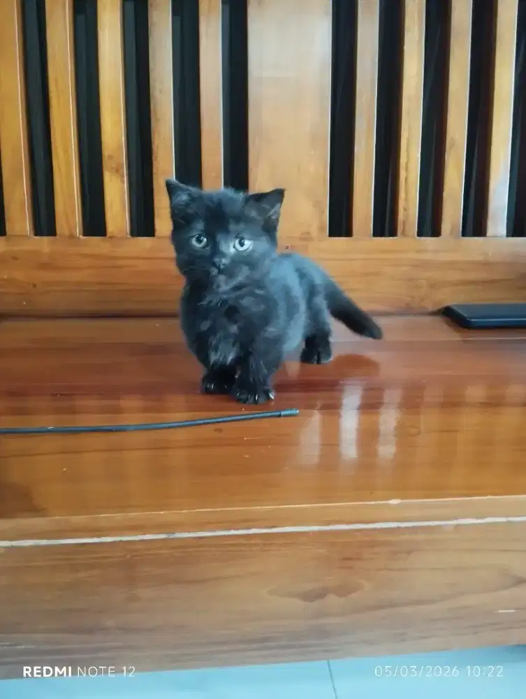 munchkin scotitss fold