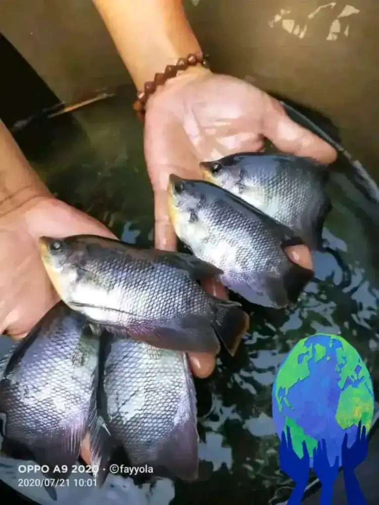 bibit ikan gurame