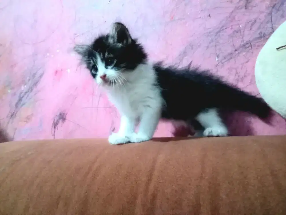 Kitten persia medium kucing anakan
