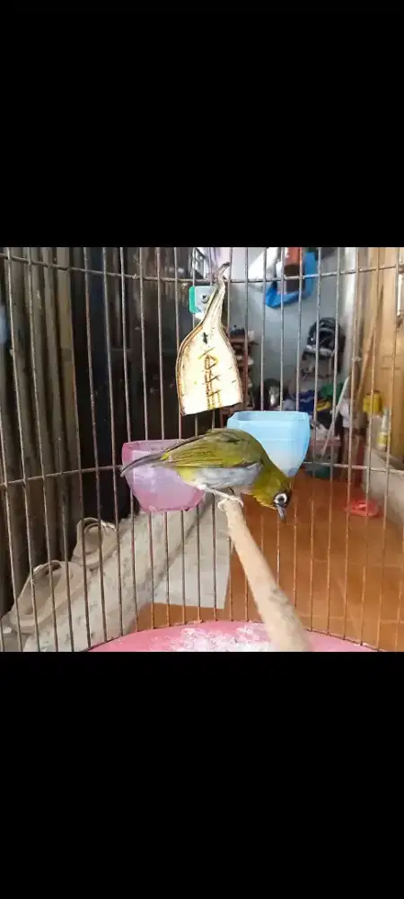 Jual burung kecil ngeroll
