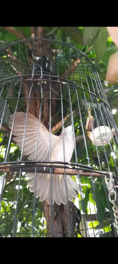 BURUNG CRUKCUK GACOR ROPEL GARUDA