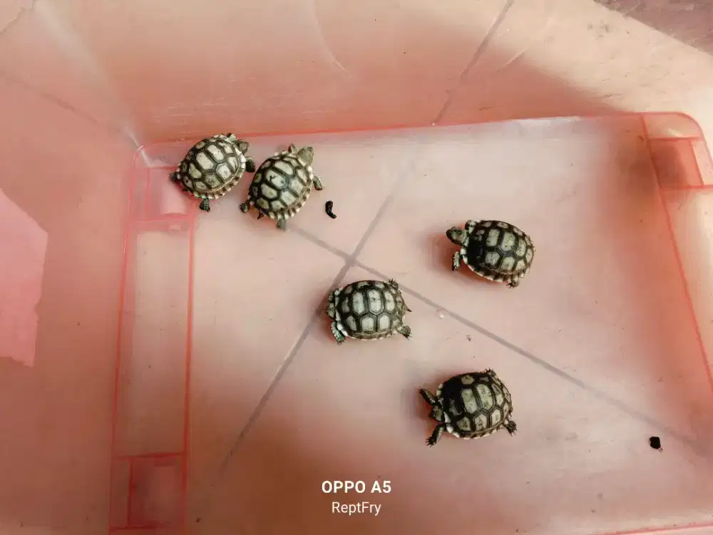 Sulcata ukuran 5-6cm sehat aktif mulus
