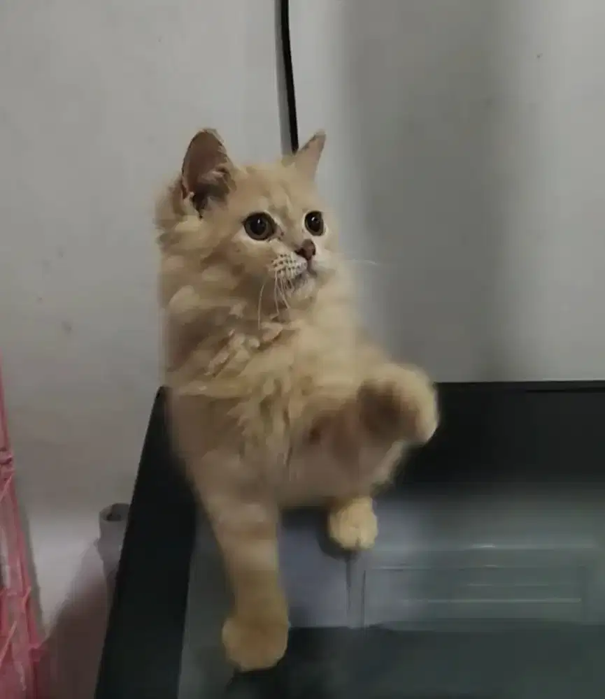Kucing jenis munckin NS murmer