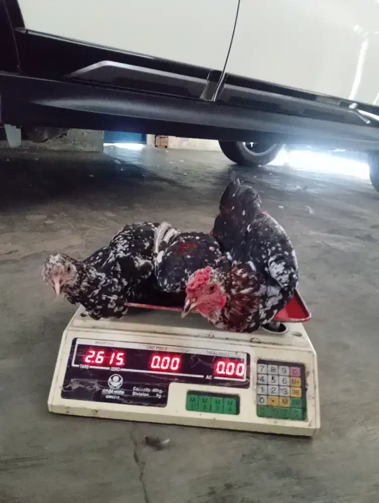 1 PASANG AYAM KAMPUNG