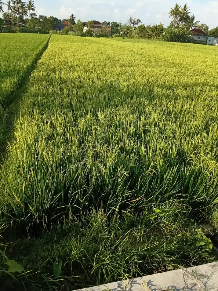 Dijual Tanah Sawah area Sewon