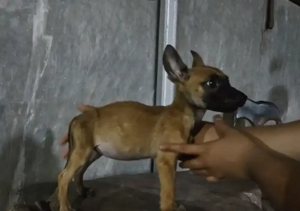 Belgian malinois stambum vaksin