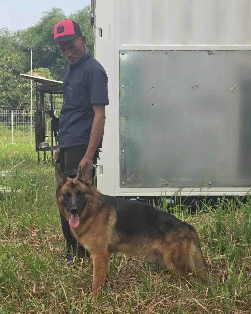 Herder german shepherd jantan
