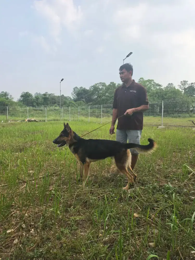 Gsd pejantan herder