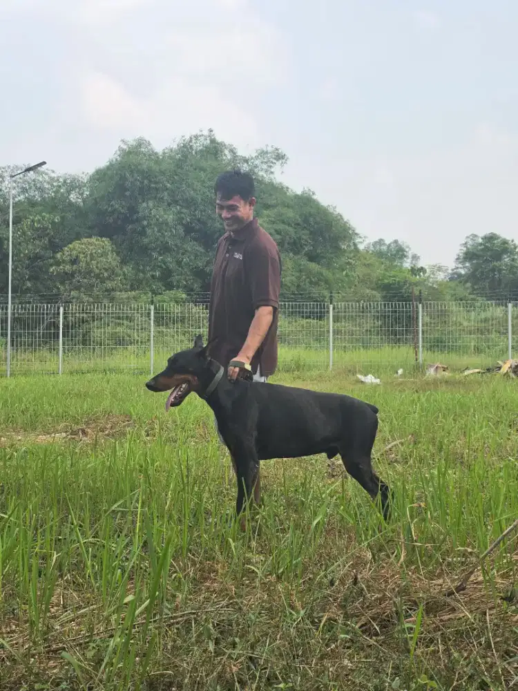 Doberman jantan