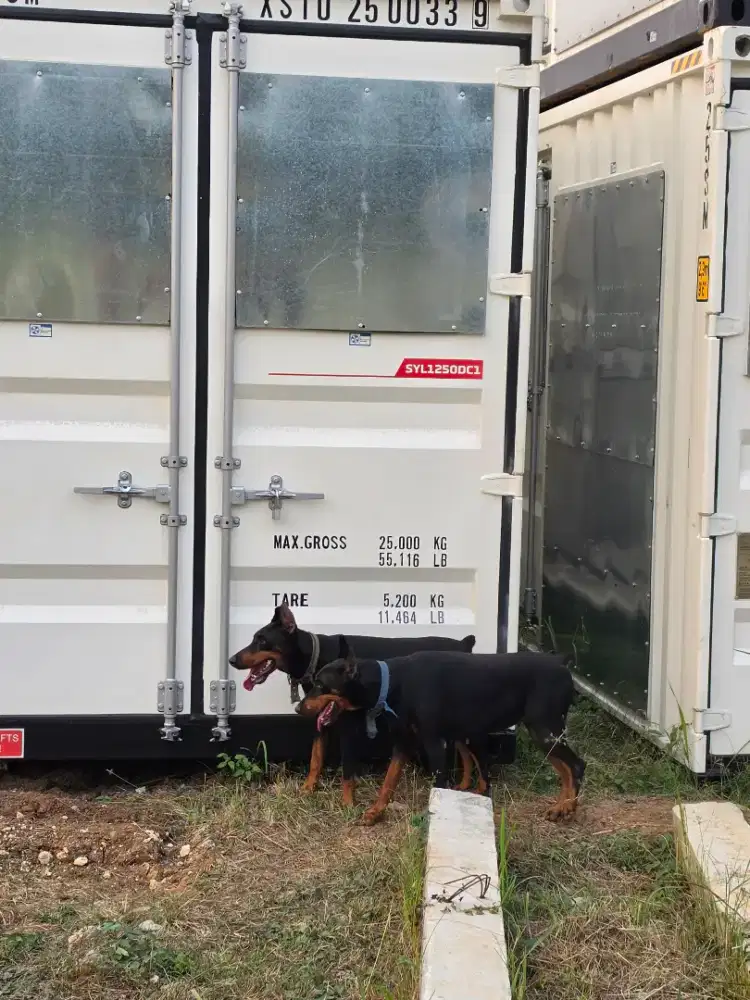 Doberman betina