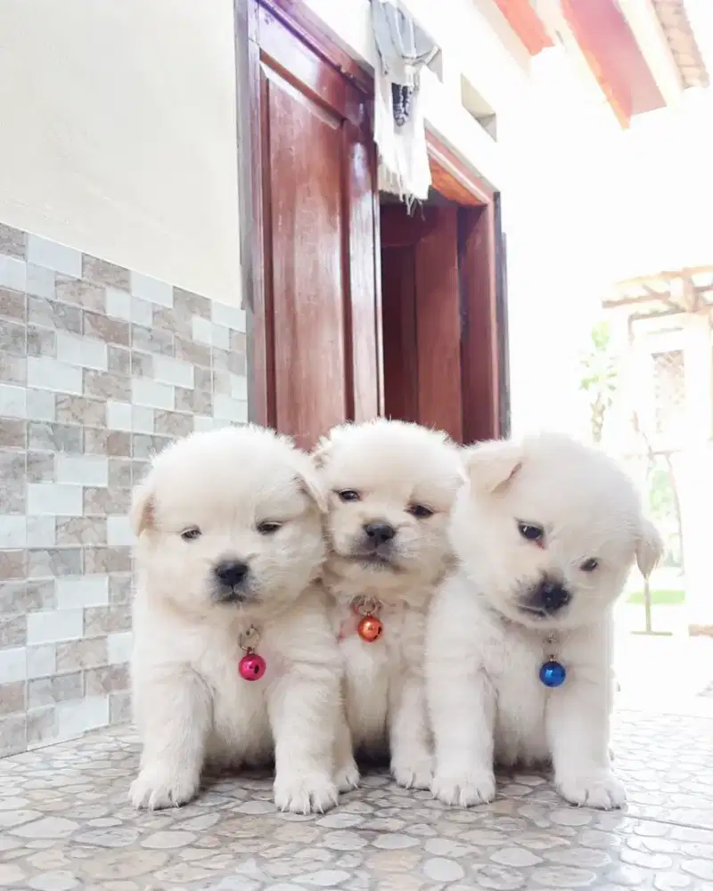 Anjing mix ras kecil
